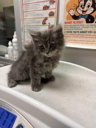 Shelter Stray Female Cat last seen Near BLOCK E 7TH ST, SAN JACINTO CA 92583, 581 S Grand Ave, San Jacinto, CA 92582, USA