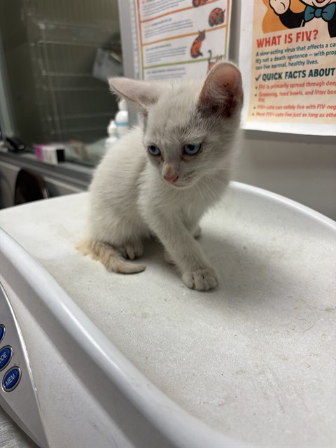Shelter Stray Male Cat last seen Near BLOCK E 7TH ST, SAN JACINTO CA 92583, 581 S Grand Ave, San Jacinto, CA 92582, USA