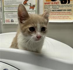Shelter Stray Male Cat last seen Near BLOCK CABRILLO DR, HEMET CA 92543, 581 S Grand Ave, San Jacinto, CA 92582, USA