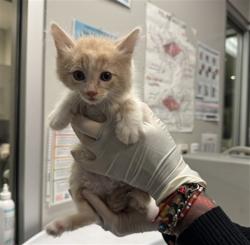 Shelter Stray Female Cat last seen Near BLOCK CABRILLO DR, HEMET CA 92543, 581 S Grand Ave, San Jacinto, CA 92582, USA
