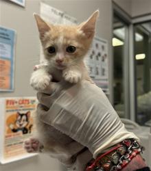 Shelter Stray Female Cat last seen Near BLOCK CABRILLO DR, HEMET CA 92543, 581 S Grand Ave, San Jacinto, CA 92582, USA