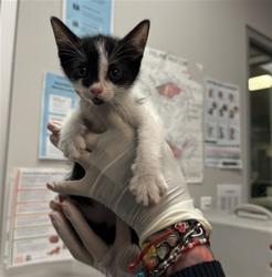 Shelter Stray Female Cat last seen Near BLOCK CABRILLO DR, HEMET CA 92543, 581 S Grand Ave, San Jacinto, CA 92582, USA