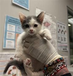 Shelter Stray Female Cat last seen Near BLOCK CABRILLO DR, HEMET CA 92543, 581 S Grand Ave, San Jacinto, CA 92582, USA