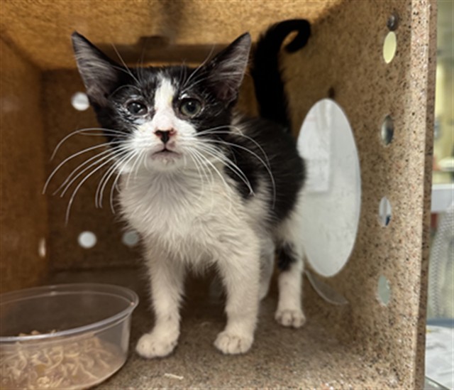 Shelter Stray Female Cat last seen Near BLOCK RECOGNITION LN, PERRIS CA 92571, 581 S Grand Ave, San Jacinto, CA 92582, USA