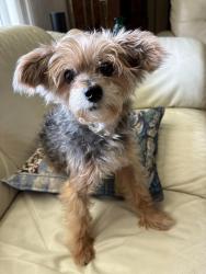 Lost Male Dog last seen Bull Yearling Run, Mountain Laurel Pass, Stanardsville, VA 22973