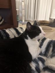 Lost Male Cat last seen Stromboli Pizza, San Jose, CA 95111
