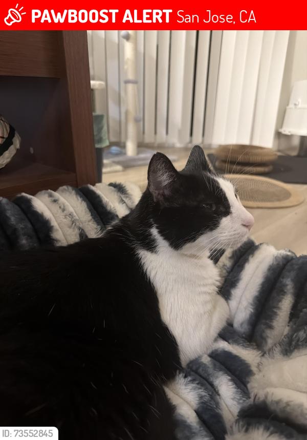 Lost Male Cat last seen Stromboli Pizza, San Jose, CA 95111