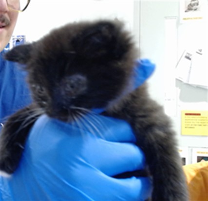 Shelter Stray Female Cat last seen MISSION/16TH, 1419 Bryant St, San Francisco, CA 94103, USA