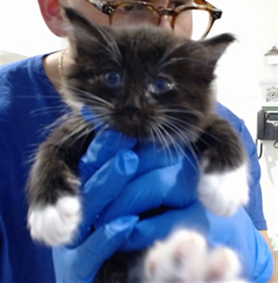 Shelter Stray Male Cat last seen MISSION/16TH, 1419 Bryant St, San Francisco, CA 94103, USA
