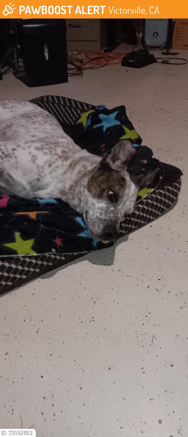 Found/Stray Male Dog last seen Eagle Ranch Park, Victorville, CA 92392