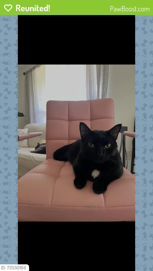 Reunited Female Cat last seen Garden lakes parkway, Rome, GA 30165