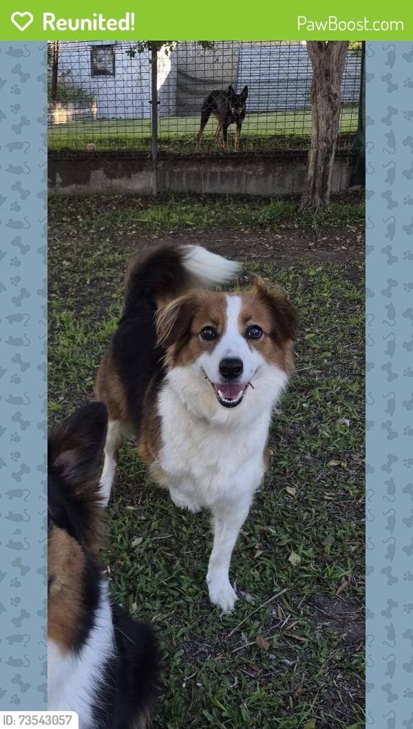 Reunited Female Dog last seen One mile, One Mile, QLD 4305