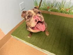 Shelter Stray Male Dog last seen , 38550 Sierra Hwy, Palmdale, CA 93550, USA