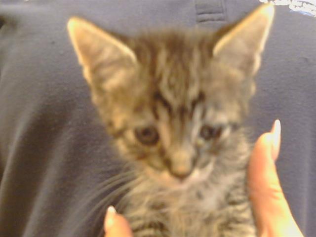 Shelter Stray Male Cat last seen , 3839 Bradshaw Rd, Sacramento, CA 95827, USA