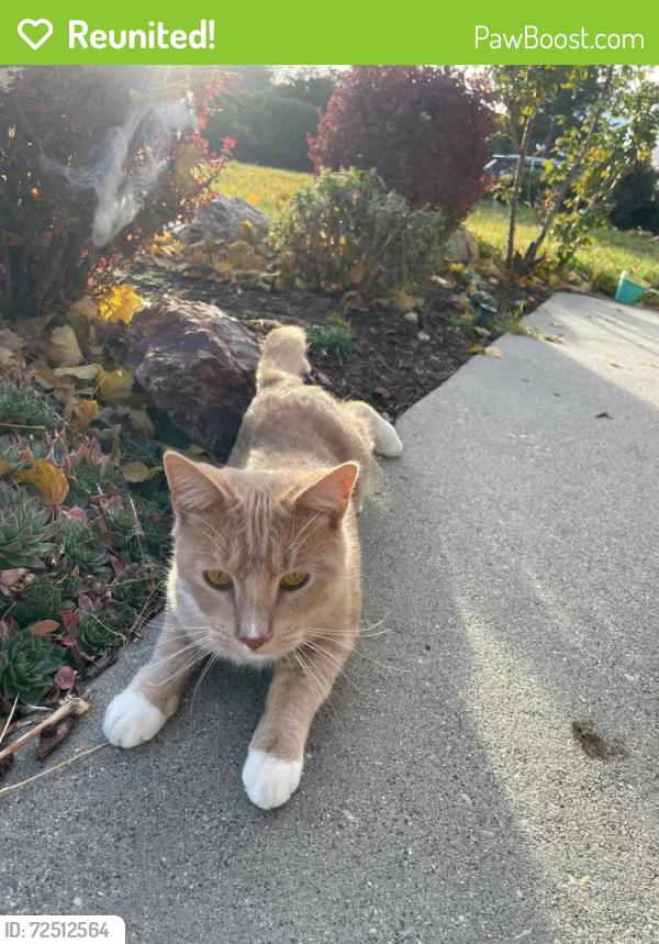 Reunited Male Cat last seen Near s. East of state street, midvale, Midvale, UT 84047