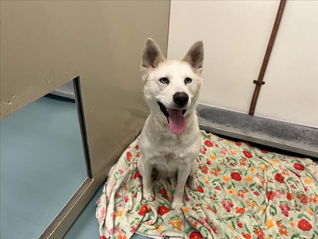 Shelter Stray Male Dog last seen MANDARIN, 16 Barnes Ct, Hayward, CA 94544, USA