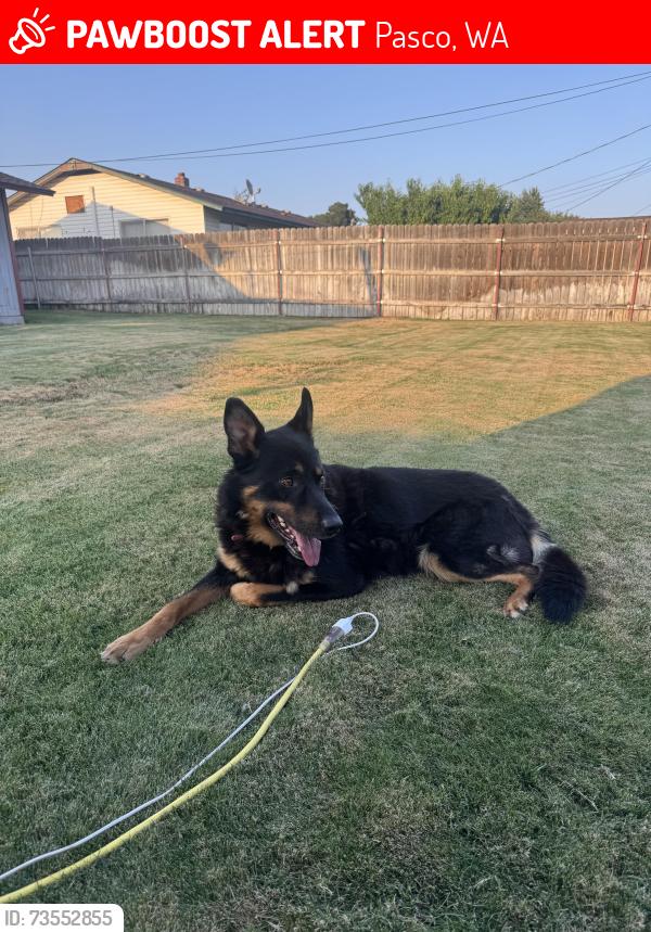 Lost Male Dog last seen Jan street, Pasco, WA 99301