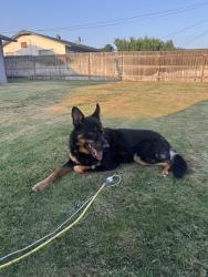 Lost Male Dog last seen Jan street, Pasco, WA 99301