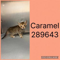 Shelter Stray Female Cat last seen FOSTERS GREEN, 4214 Fulton Mill Rd, Macon, GA 31216, USA