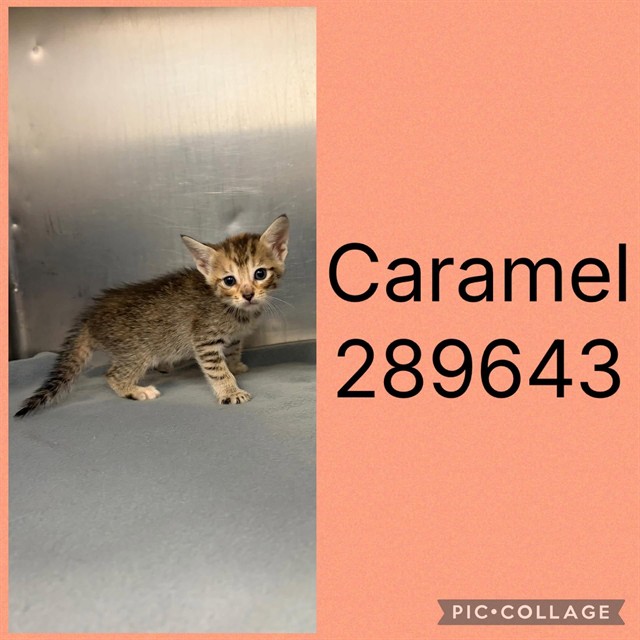Shelter Stray Female Cat last seen FOSTERS GREEN, 4214 Fulton Mill Rd, Macon, GA 31216, USA