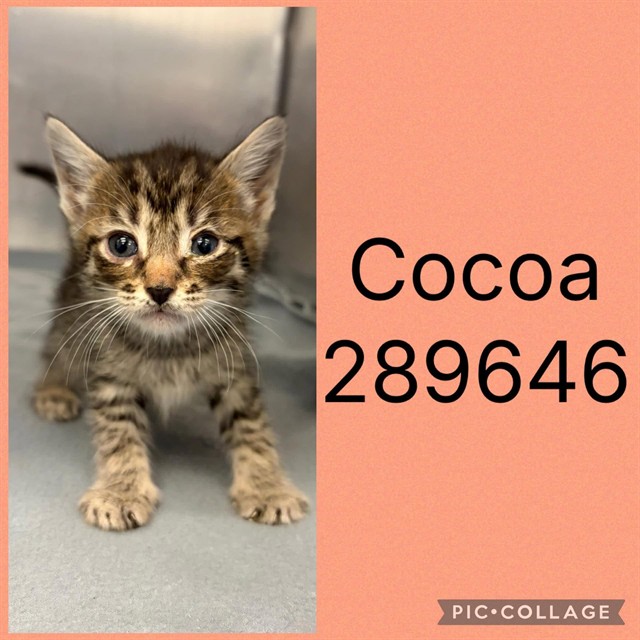 Shelter Stray Female Cat last seen FOSTERS GREEN, 4214 Fulton Mill Rd, Macon, GA 31216, USA