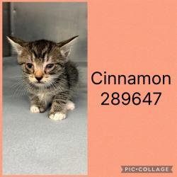 Shelter Stray Female Cat last seen FOSTERS GREEN, 4214 Fulton Mill Rd, Macon, GA 31216, USA