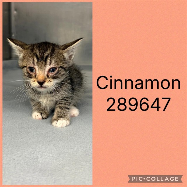 Shelter Stray Female Cat last seen FOSTERS GREEN, 4214 Fulton Mill Rd, Macon, GA 31216, USA
