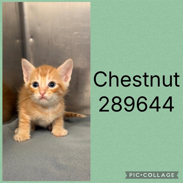 Shelter Stray Male Cat last seen FOSTERS GREEN, 4214 Fulton Mill Rd, Macon, GA 31216, USA