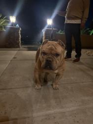 Found/Stray Male Dog last seen laying jn the street, Roseville, CA 95747