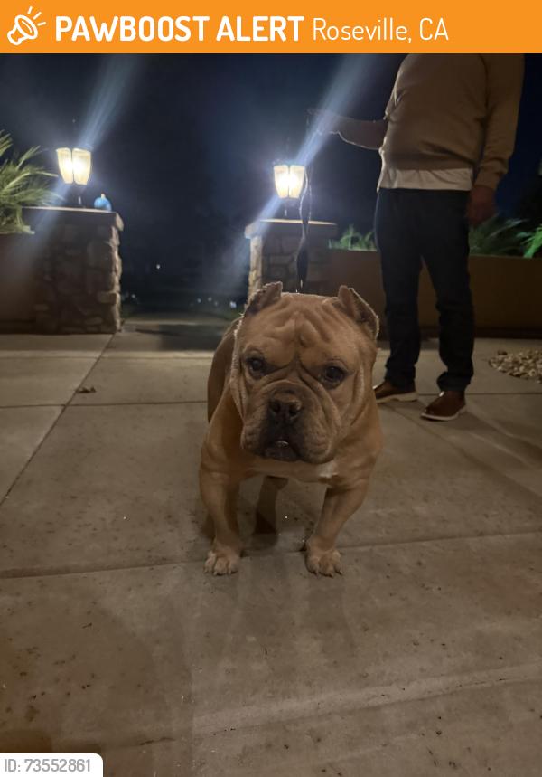 Found/Stray Male Dog last seen laying jn the street, Roseville, CA 95747