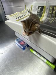 Shelter Stray Female Cat last seen Near BLOCK MCGIRTS CREEK DR, 2020 Forest St, Jacksonville, FL 32204, USA