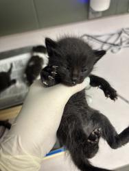 Shelter Stray Female Cat last seen Near BLOCK DUNN AVE, 2020 Forest St, Jacksonville, FL 32204, USA