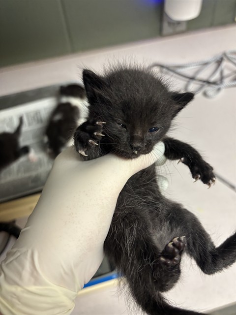Shelter Stray Female Cat last seen Near BLOCK DUNN AVE, 2020 Forest St, Jacksonville, FL 32204, USA