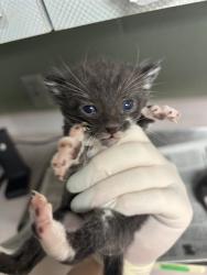Shelter Stray Female Cat last seen Near BLOCK DUNN AVE, 2020 Forest St, Jacksonville, FL 32204, USA