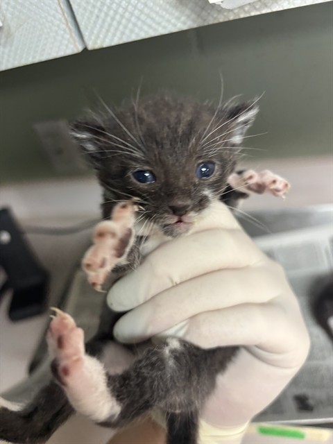 Shelter Stray Female Cat last seen Near BLOCK DUNN AVE, 2020 Forest St, Jacksonville, FL 32204, USA