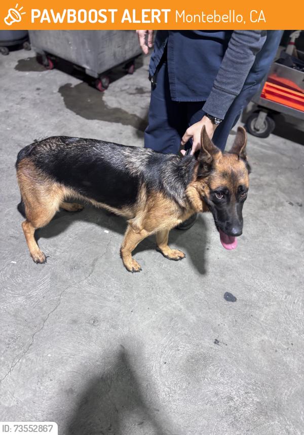 Found/Stray Female Dog last seen Ran inside Montebello transit facility, Montebello, CA 90640