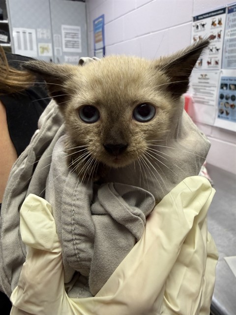 Shelter Stray Male Cat last seen EVERETT FOREST, 2020 Forest St, Jacksonville, FL 32204, USA