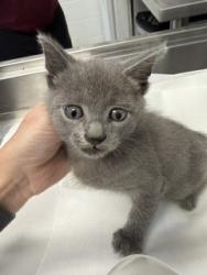 Shelter Stray Male Cat last seen BURLINGTON AC, 221 Stone Quarry Rd, Burlington, NC 27217, USA