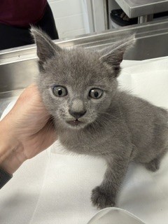 Shelter Stray Male Cat last seen BURLINGTON AC, 221 Stone Quarry Rd, Burlington, NC 27217, USA