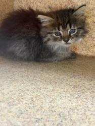 Shelter Stray Female Cat last seen BURLINGTON AC, 221 Stone Quarry Rd, Burlington, NC 27217, USA