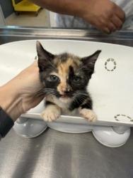 Shelter Stray Female Cat last seen OSSIPEE, 221 Stone Quarry Rd, Burlington, NC 27217, USA