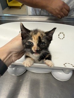 Shelter Stray Female Cat last seen OSSIPEE, 221 Stone Quarry Rd, Burlington, NC 27217, USA