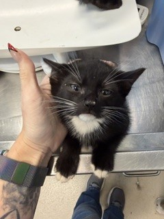 Shelter Stray Male Cat last seen OSSIPEE, 221 Stone Quarry Rd, Burlington, NC 27217, USA