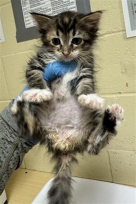 Shelter Stray Female Cat last seen NATOMAS BLVD & N BEND DR, 2127 Front St, Sacramento, CA 95818, USA