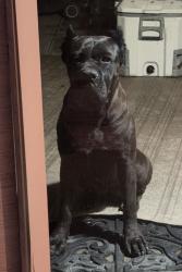 Lost Female Dog last seen San Bernardino ave and briarwood, Fontana, CA 92335