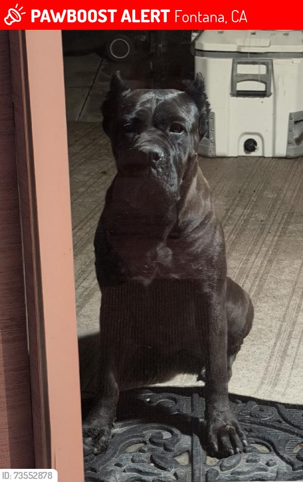 Lost Female Dog last seen San Bernardino ave and briarwood, Fontana, CA 92335