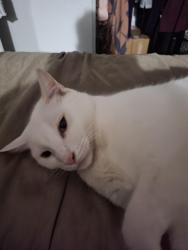 Reunited Male Cat last seen Near canary dr, Irving, TX 75062