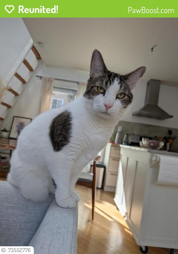 Reunited Male Cat last seen 14th and Guerrero, San Francisco, CA 94103