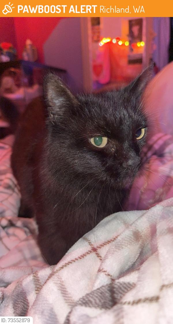 Found/Stray Female Cat last seen Wright and Thompson, Richland, WA 99354