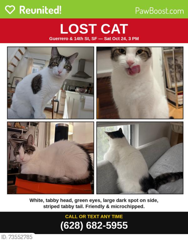 Reunited Male Cat last seen Guerrero St & 14th St, Mission Dolores, San Francisco, CA 94103